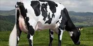 اصول و راهکارهای پرورش گاو شیری و گوساله