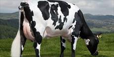 اصول و راهکارهای پرورش گاو شیری و گوساله